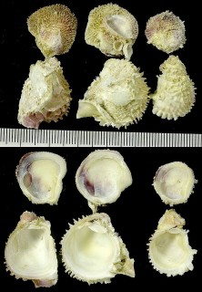 キクザルガイ 菊猿貝 Chama japonica small