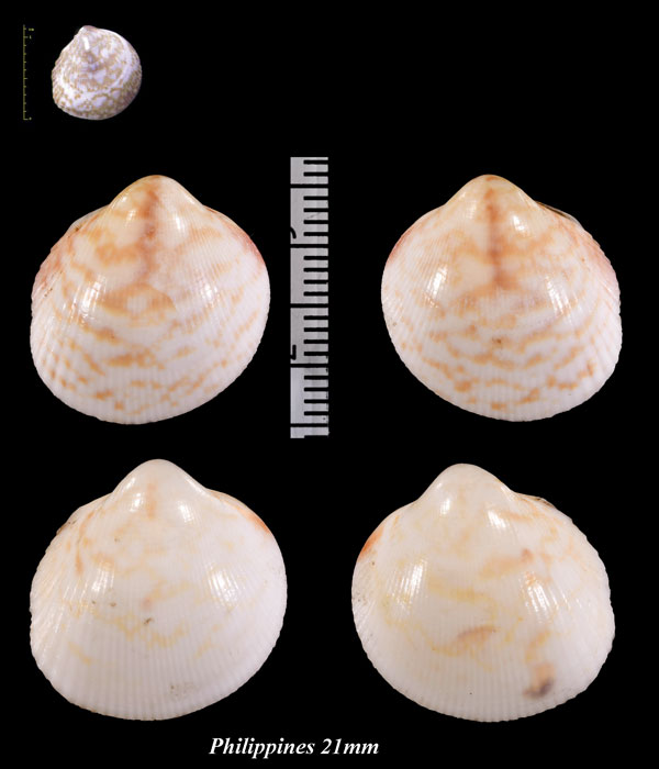 マダラチゴトリガイ Fulvia undatopicta small