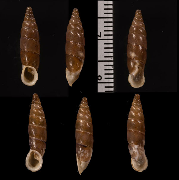 ヒライザベルギセル (仮称) Isabellaria perplana small