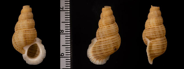 ナミウチクチヒレ Turrithyra sinuosa small