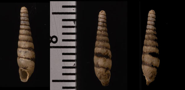 ショウドシマギセル Tyrannophaedusa nankaidoensis yanoi small