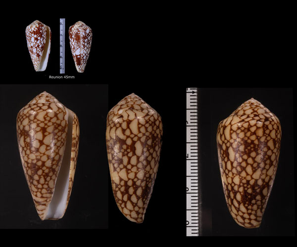 アカアジロイモ (仮称) Conus pennaceus rubropennatus small
