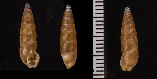 ヌノメイトカケクチトジギセル (仮称) Clessinia reticulata small