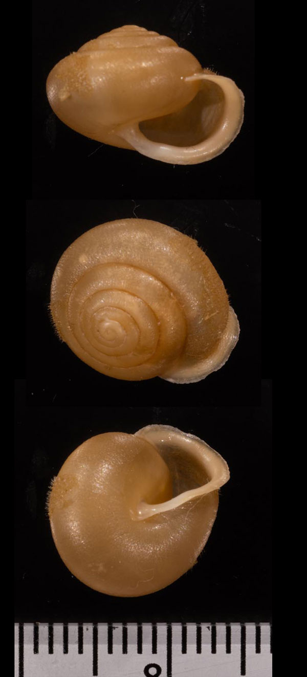 コロンビアクチヒダマイマイ Vespericola columbiana small