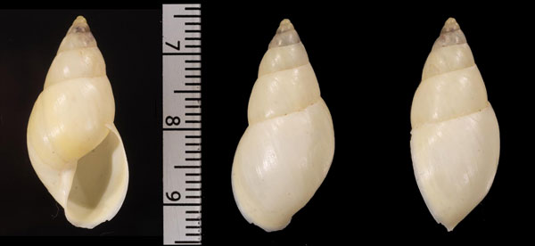 ハイチムギワラミカンマイマイ (仮称) Antidrymaeus stramineus small