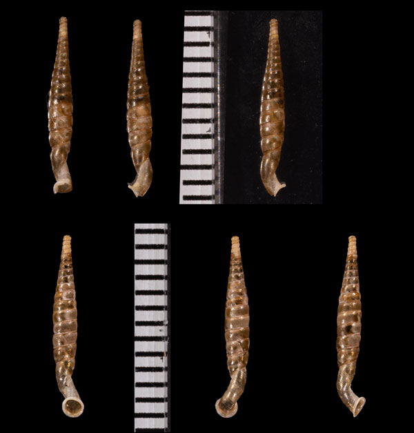 フイリクビナガパイプガイ (仮称) Tetrentodon striosa small