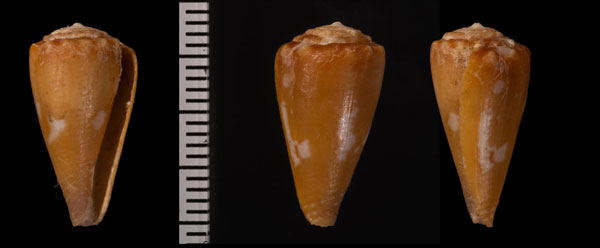 バイスゼットイシヤキイモ (仮称) Conus exiguus vayssetianus small