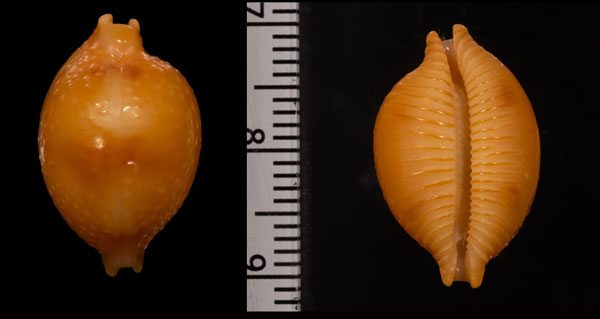 コゲチドリダカラの一種02 Pustularia bistrinotata excelsior small