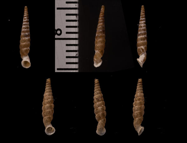 コダイパイプガイ (仮称) Tetrentodon perdidoensis small