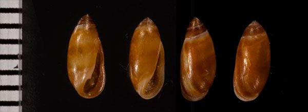 ノミオカカミミガイ (仮称) Tralia melanastoma small