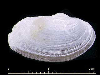 シオツガイ 汐津貝 Petricolirus aequistriatus small