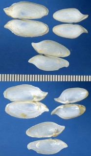 ニオガイ 鳰貝 Barnea manilensis inornata small
