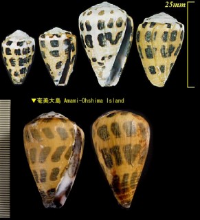 マダライモ Conus ebraeus small
