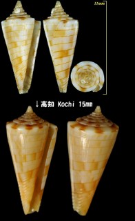 レンガマキイモ 煉瓦巻芋 Conus kimioi small