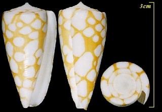 ミコトイモ 命芋 Conus nobilis small