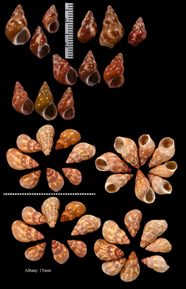 サラサバイ Phasianella solida small