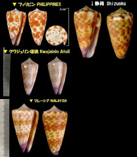 ハルシャガイ 波斯貝 Conus tessulatus