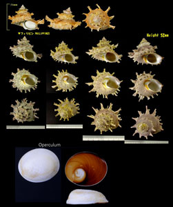 カミナリサザエ 雷栄螺 Bolma girgyllus small