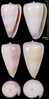 サクライモ Conus suturatus small