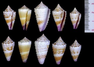 ウスムラサキイモ Conus floridulus small