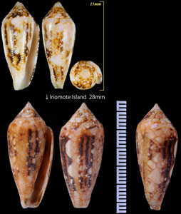 キンランイモ 金襴芋 Conus legatus small