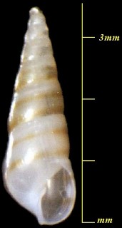 スジイリクリムシクチキレ Styloptygma taeniata small