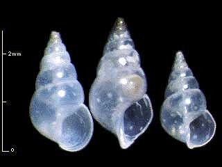 ハリウキツボ 玻璃浮小螺 Styliferina goniochila
