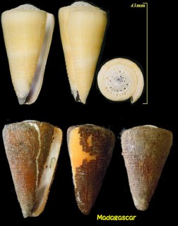 ヤセイモ Conus emaciatus small