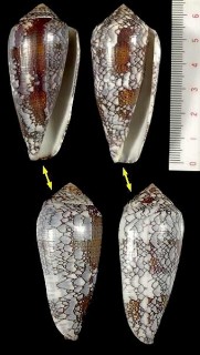 ムラサキアジロイモ (アジロイモ) Conus pennaceus praelatus small