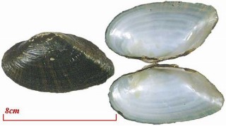 ミドリジマヌマガイ Alasmidonta marginata small