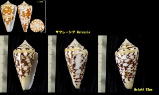 テンジクイモ 天竺芋 Conus ammiralis small