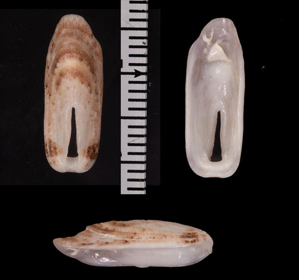 アフリカスカシ (仮称) Macroschisma africanum small