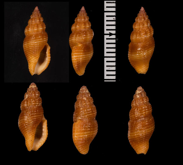 クリイロフタナシシャジク Lienardia planilabrum small