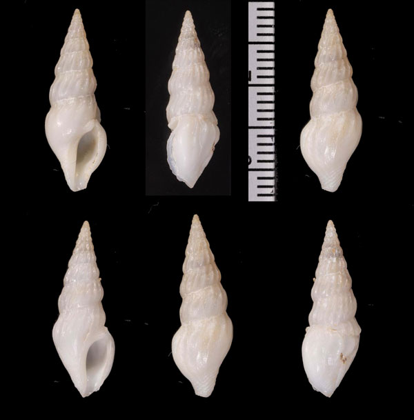 ヒメモミジボラ Cymatosyrinx parciplicata small