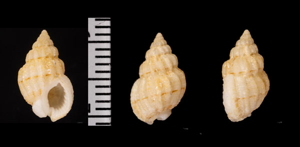 フカボリヒメムシロ Nassarius fuscolineatus small