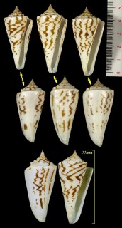ユウダチイモ Conus recurvus small
