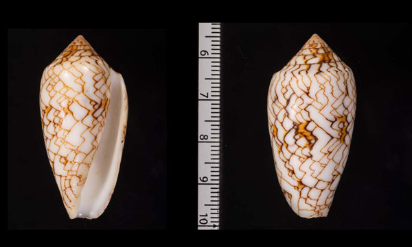 アクアタガヤサンミナシ (仮称) Conus textile aquata small