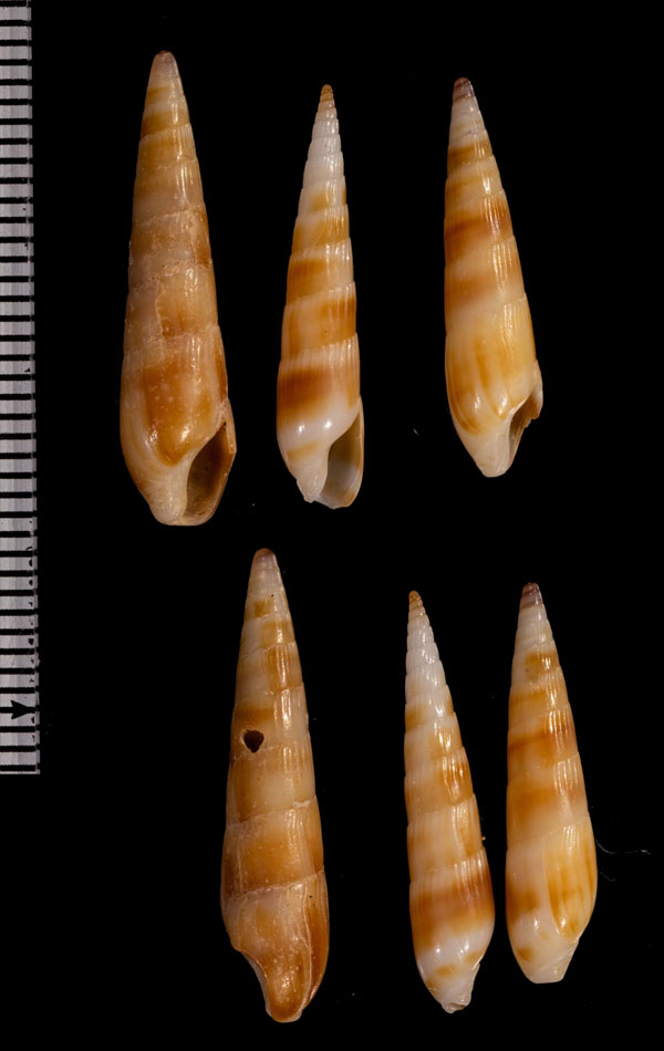 ナタールトクサ (仮称) Hastula natalensis small