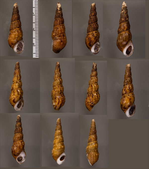 ラナオヌノメカワニナ (仮称) Melanoides tuberculata aff. small