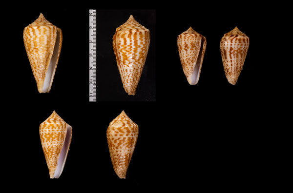 アデンキリンイモ Conus inscriptus adenensis small