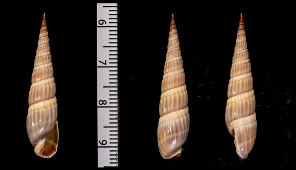 ホソスジトクサモドキ Duplicaria bernardii small