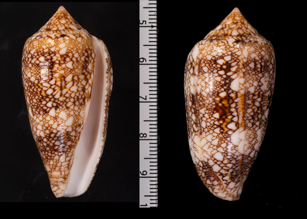 シサイタガヤサンミナシ (仮称) Conus textile archiepiscopus small