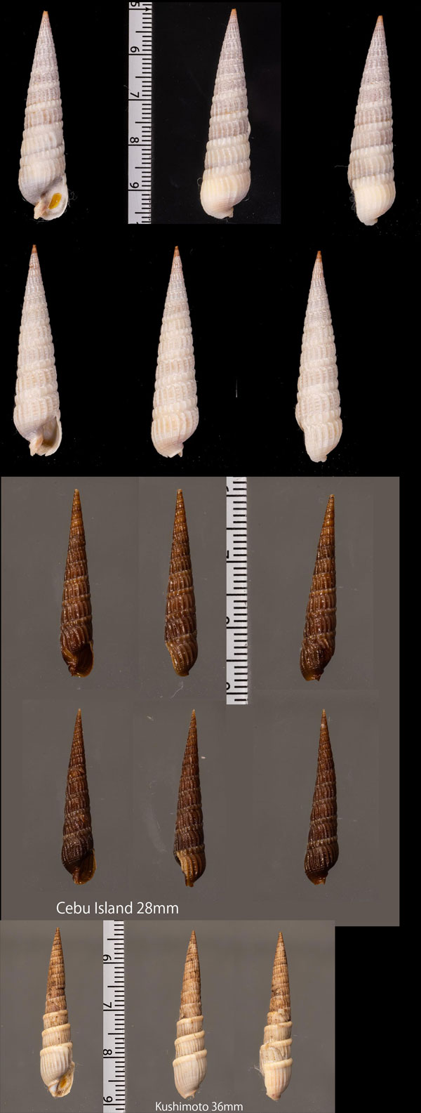 ココアトクサ Punctoterebra succincta small