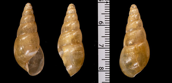 トウダカコロンビアオカタケノコ (仮称) Synapterpes amabilis small