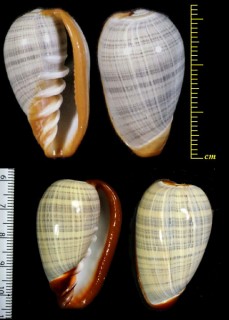 カスリトリノコ Marginella elegans