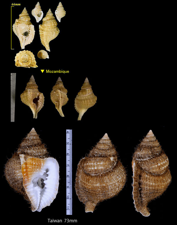 イボボラ 疣法螺 Distorsio reticulata small