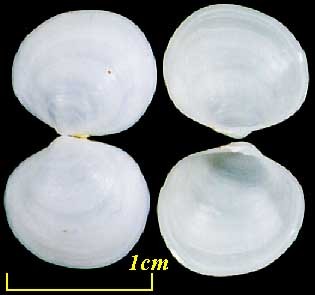 ヒメシオガマ Cycladicama abbreviata small