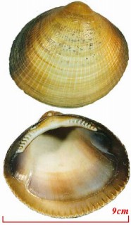 ベンケイガイ Glycymeris albolineata small
