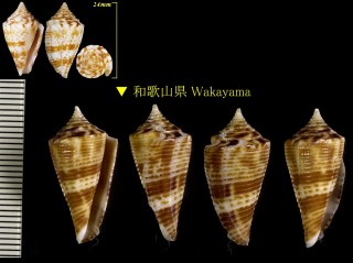 ワカヤマイモ Conus eugrammatus wakayamaensis small