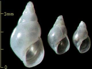 アワジクチキレガイモドキ Brachystomia awajiensis small
